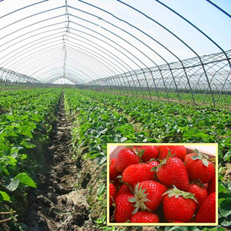 Agriculture Greenhouse Polyethylene Film For Greenhouse Film Plastic