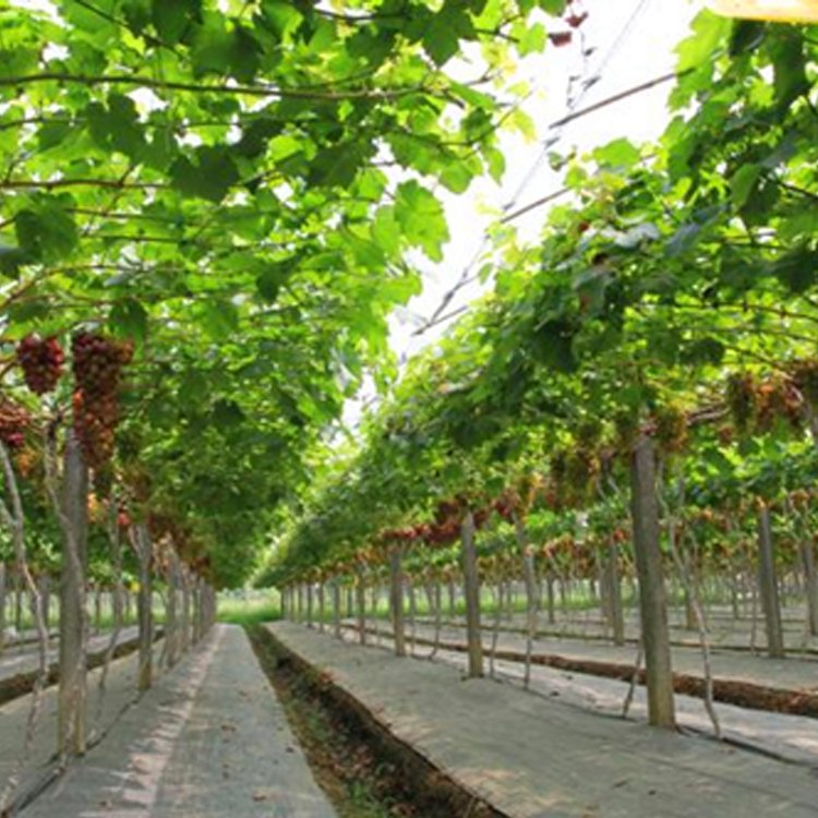 Agriculture Greenhouse Polyethylene Film For Greenhouse Film Plastic