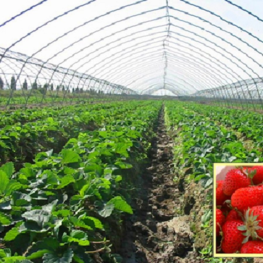 Agriculture Greenhouse Polyethylene Film For Greenhouse Film Plastic