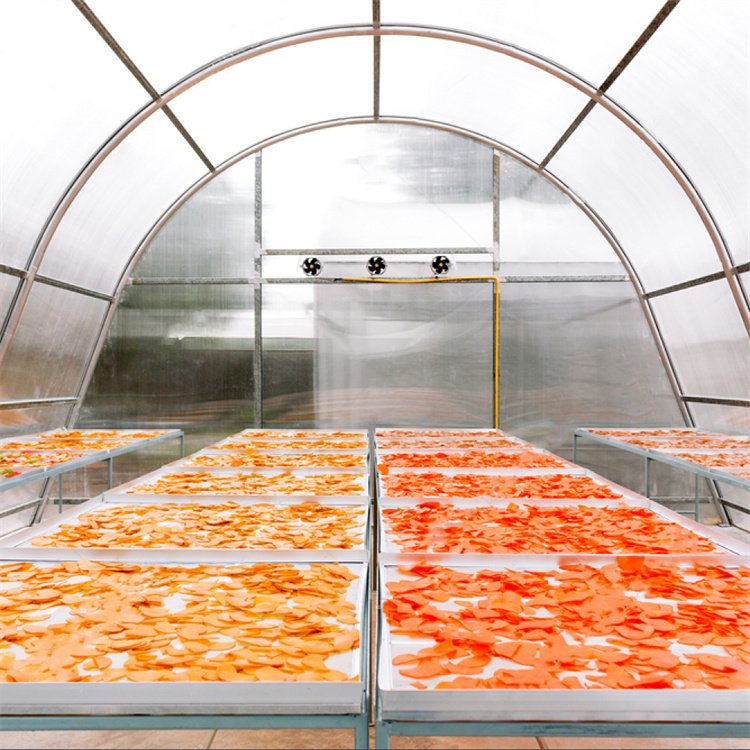 Drying chilli solar dry greenhouse for vegetables and fruits