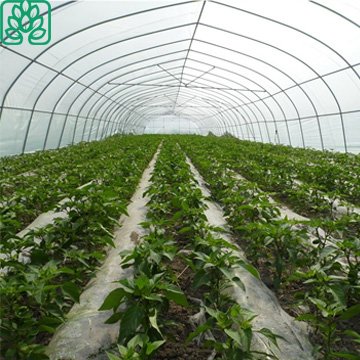 Large Size Agricultural Greenhouse Frames for sale