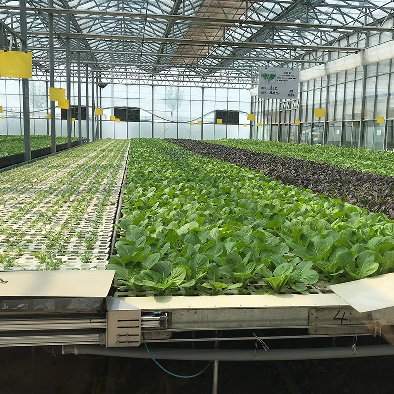 Venlo Glass Pc Sheet Large Vents PC Polycarbonate Sheet Green Houses Venlo Type Photovoltaic Solar Greenhouse Large