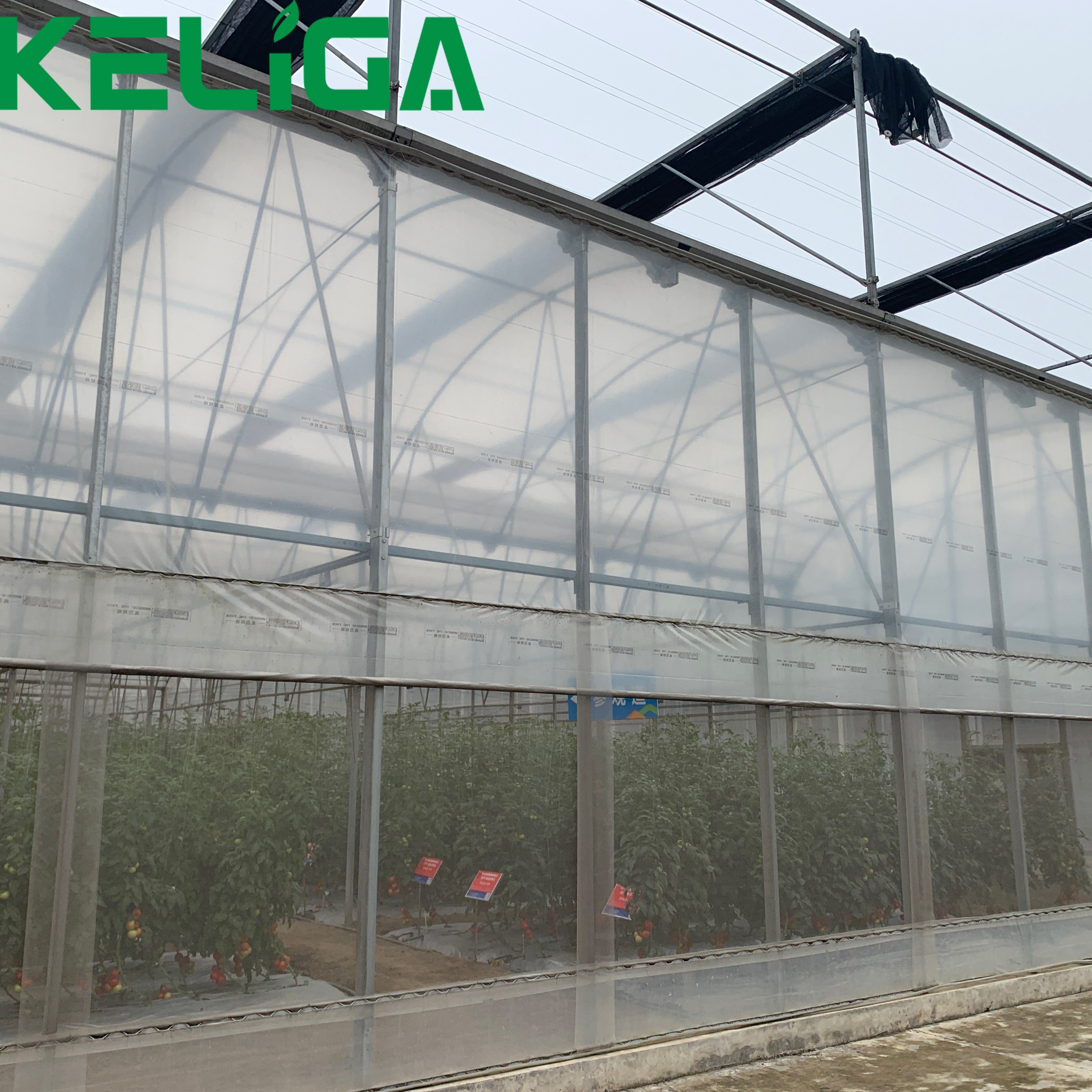 Commercial Large Greenhouse Multi-Span High Tunnel Galvanized Steel Frame Greenhouse