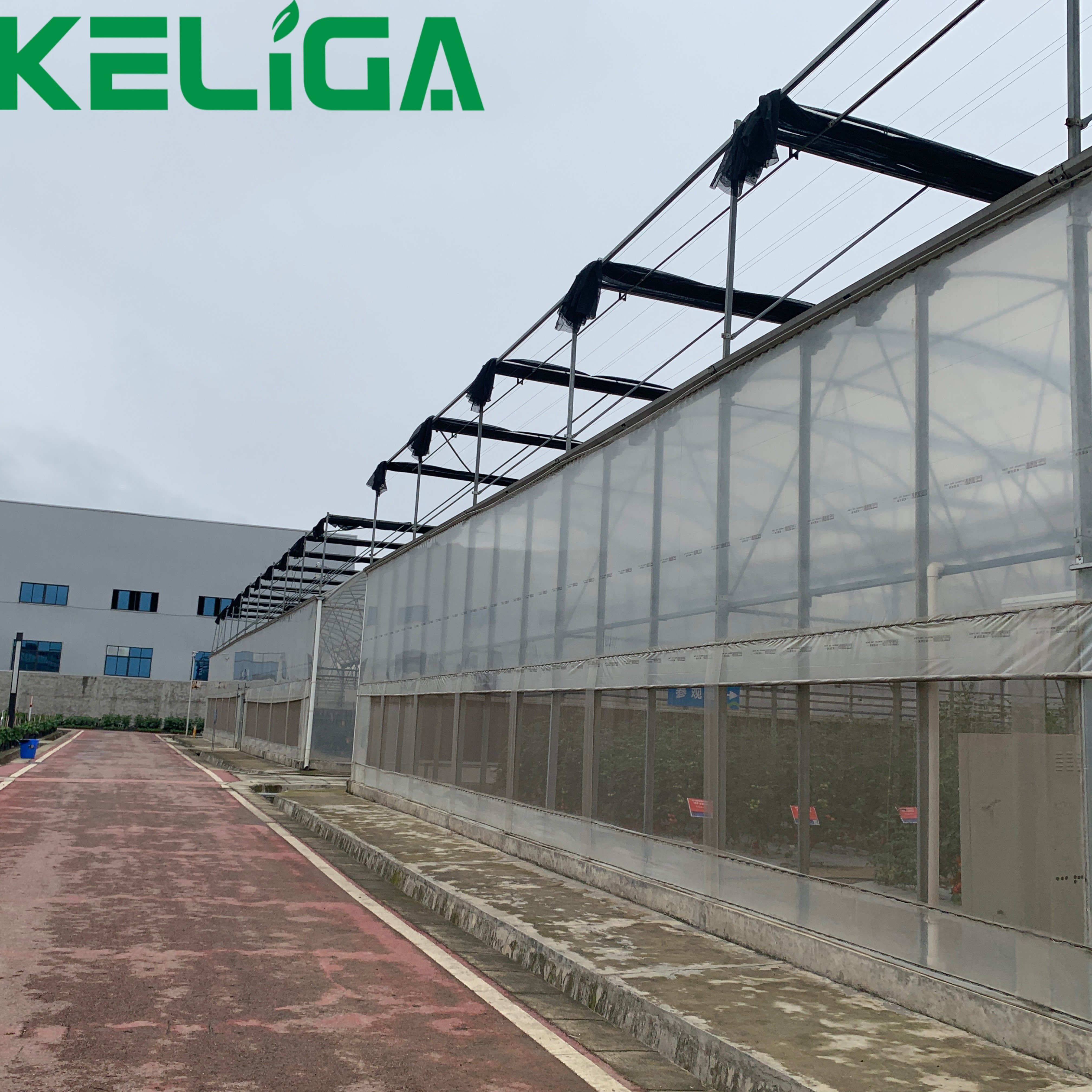 Commercial Large Greenhouse Multi-Span High Tunnel Galvanized Steel Frame Greenhouse