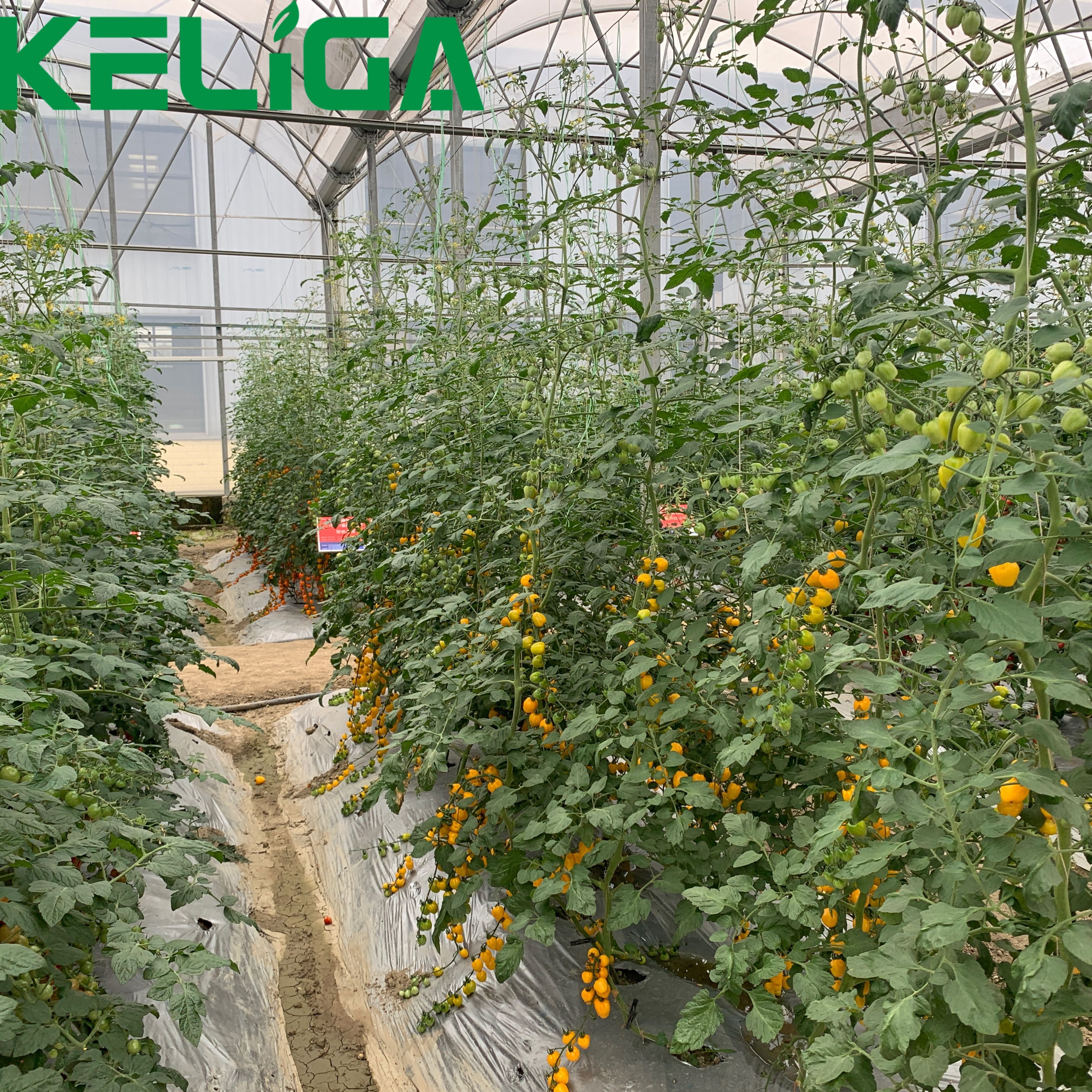 Commercial Large Greenhouse Multi-Span High Tunnel Galvanized Steel Frame Greenhouse