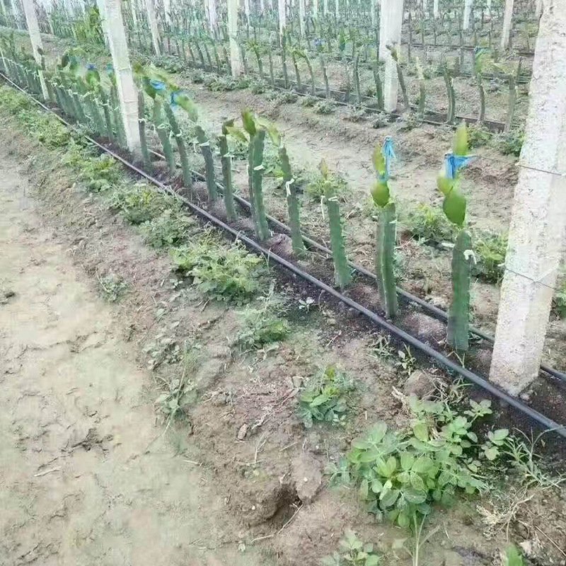 New Arrivals Greenhouse Orchard Irrigation Water Saving Drip Irrigation Tape For Agricultural