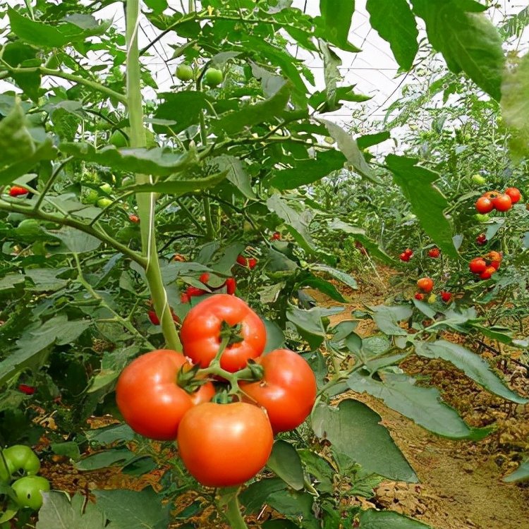 Agricultural Multi-Span Tunnel UV Resistant Po PE Polyethylene Plastic Film Greenhouse for Vegetable Flower