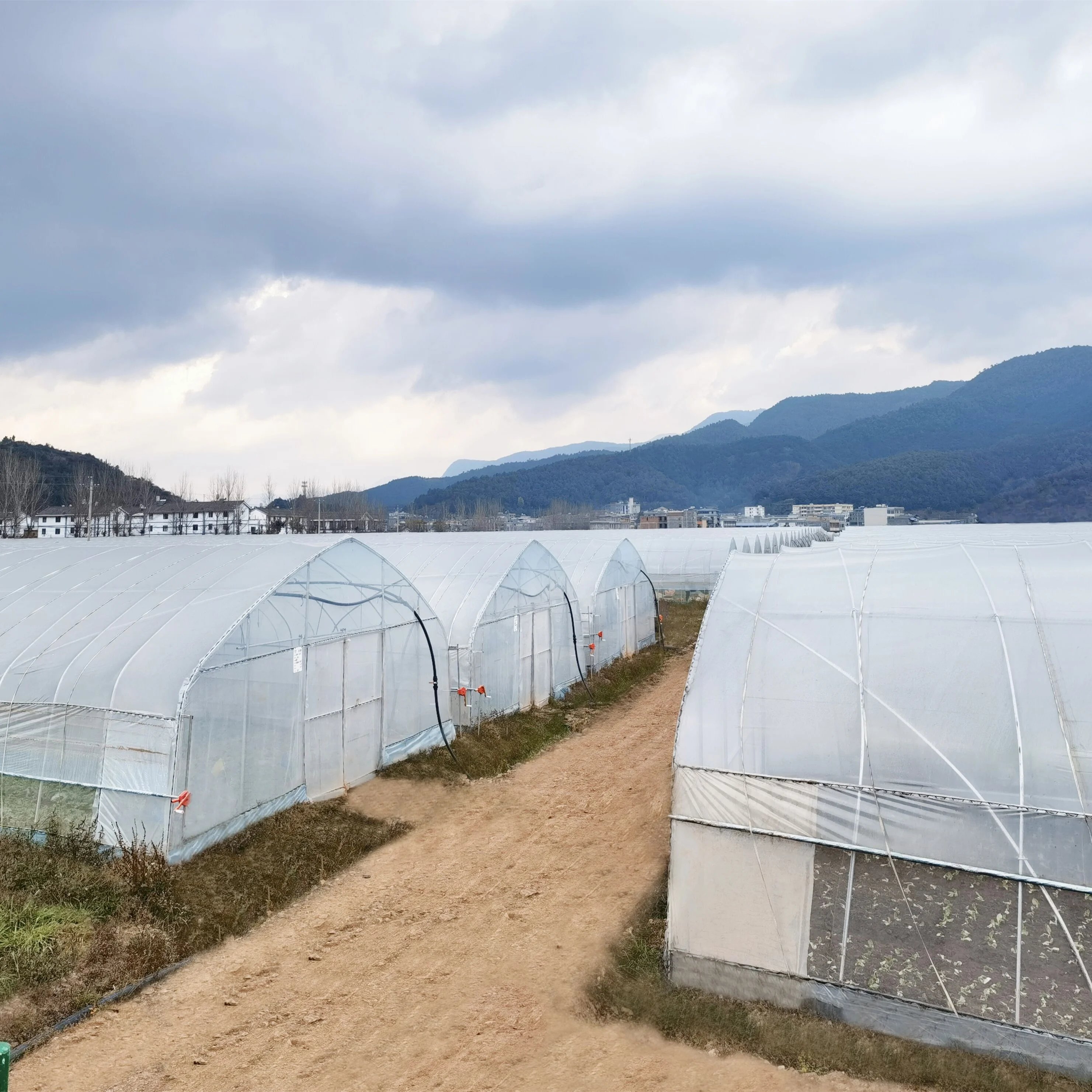Shine-tech high tunnel agriculture greenhouse used for tomato hydroponic greenhouse for sale