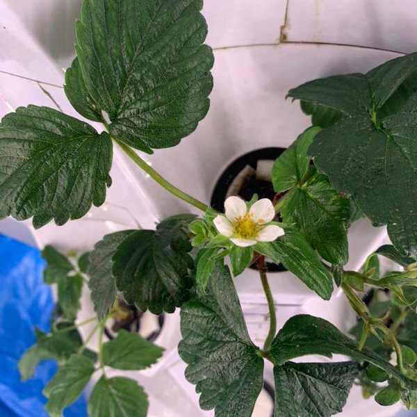 New agricultural greenhouse rotary Tower garden vertical hydroponic system