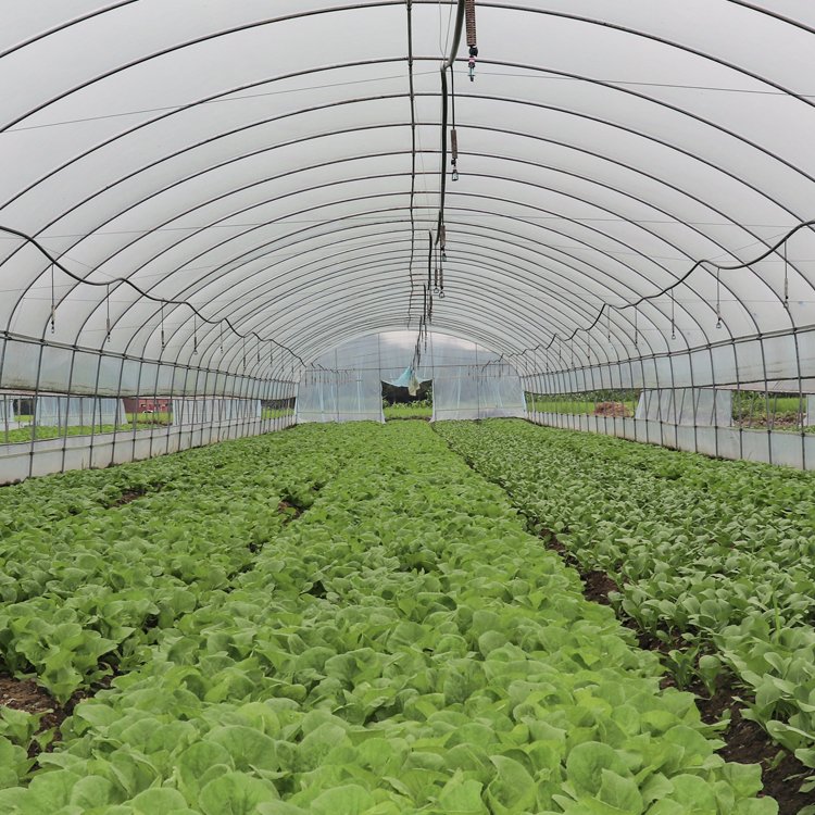 10*30m Single-span Cheap Galvanized Frame Greenhouse Tunnels Poly House Agriculture Greenhouse For Outdoor