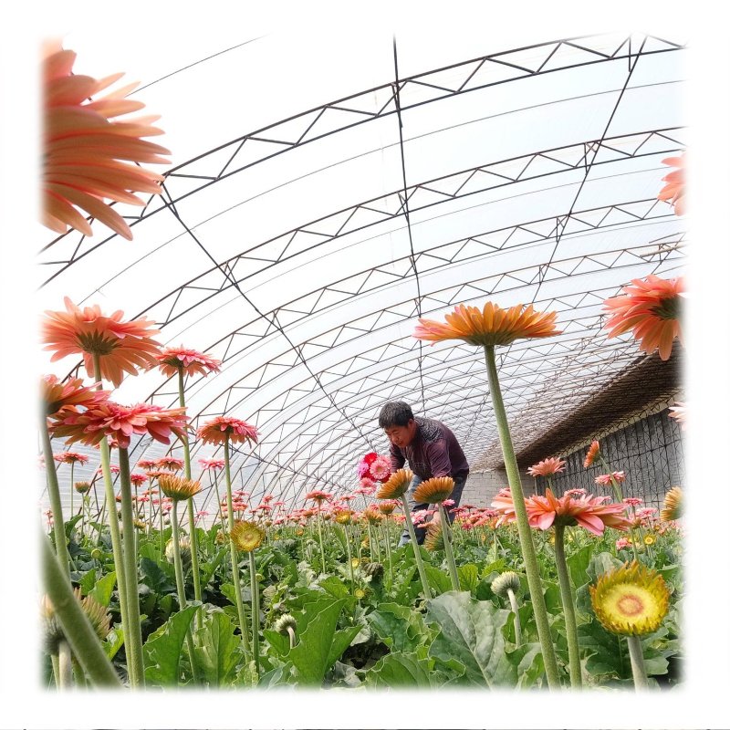 UV Resistant Reinforced Transparent Clear Plastic Greenhouse Film for Agricultural Greenhouses