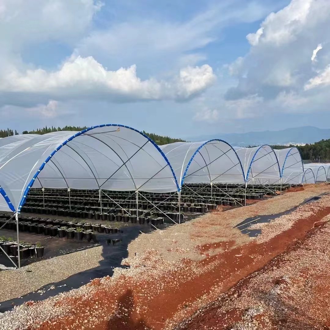 Suitable for Cherry/Grape/Blueberry Planting Plastic Poly Tunnel Berry Greenhouse Rain Shelter Greenhouse