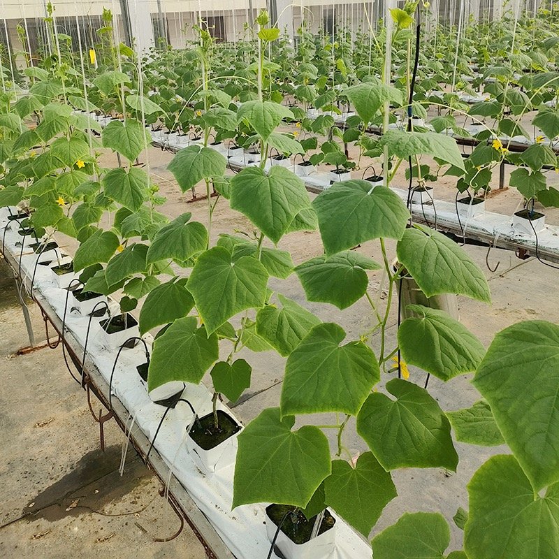 25x25x40mm agriculture rock wool for hydroponic plants seedling nursery