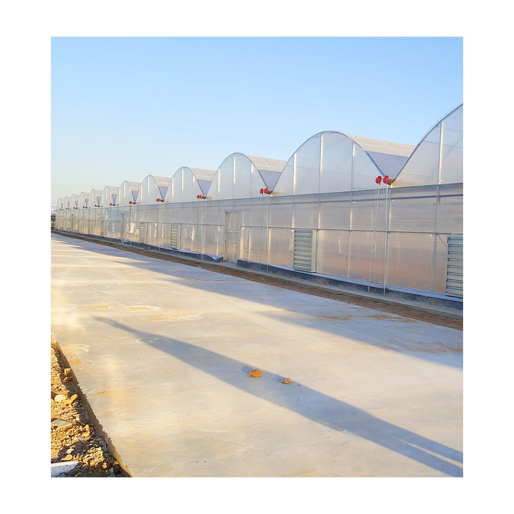 China Hot Sale Commercial Large Hydroponic Multi Span Greenhouse With Tomato Growing System