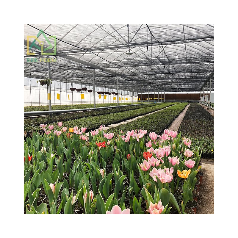 The new economic tunnel plastic agricultural film Multi-span Greenhouses for Flower growing
