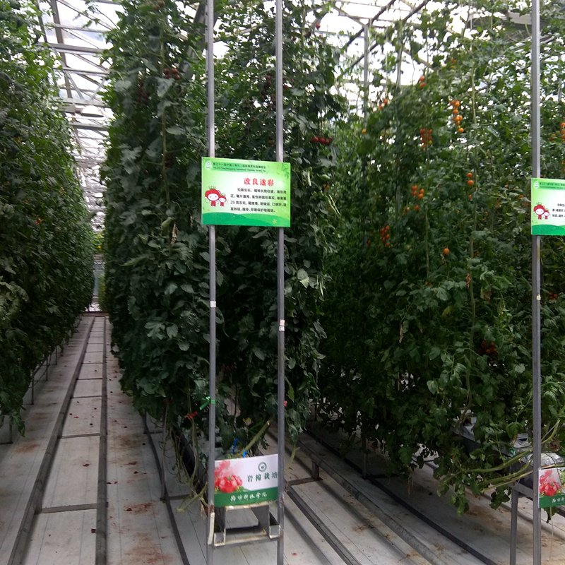 Commercial Multi Span film Greenhouse with UV Plastic Film