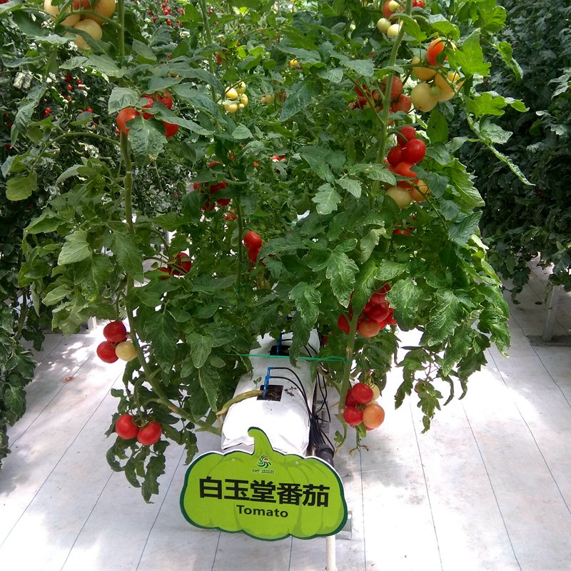Commercial Multi Span film Greenhouse with UV Plastic Film