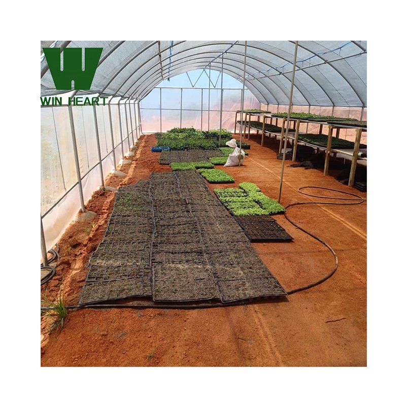 Single Tunnel Greenhouses greenhouses for agriculture