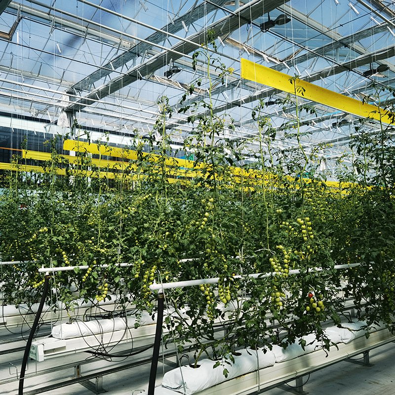 Greenhouse vegetable growing frame hydroponic frame soilless cultivation equipment hydroponic agricultural