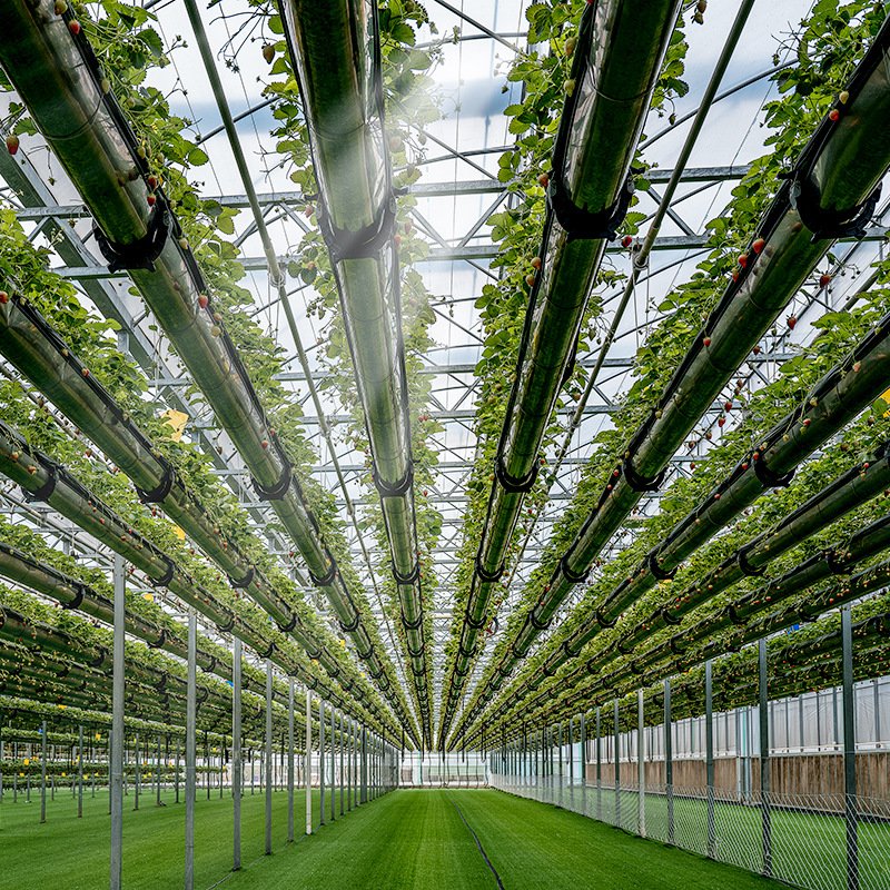 Greenhouse vegetable growing frame hydroponic frame soilless cultivation equipment hydroponic agricultural