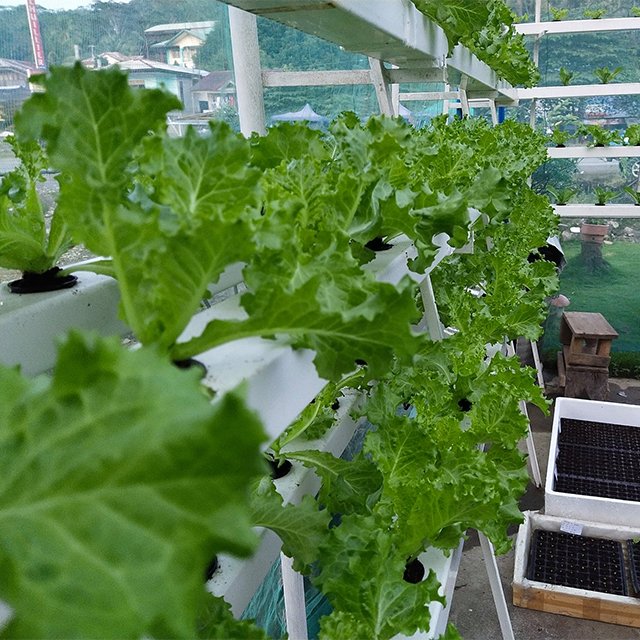 Hot Sell agriculture Greenhouse NFT hydroponic system pvc water pipe NFT shelf system kit hydroponic growing system