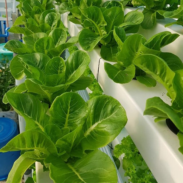 Hot Sell agriculture Greenhouse NFT hydroponic system pvc water pipe NFT shelf system kit hydroponic growing system