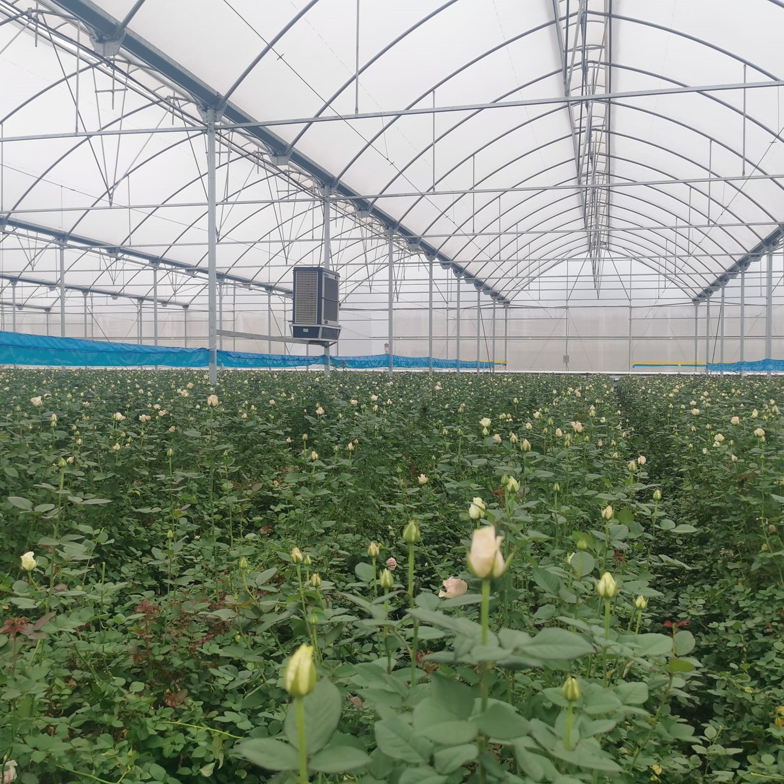 Baolida Custom Automatic System Greenhouse Tropical Hydroponic System Multi-span Seedling Greenhouse