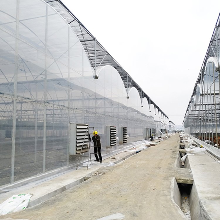 Baolida Custom Automatic System Greenhouse Tropical Hydroponic System Multi-span Seedling Greenhouse