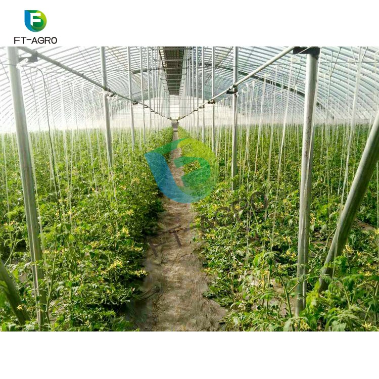 Single Span plastic film Agricultural Greenhouses
