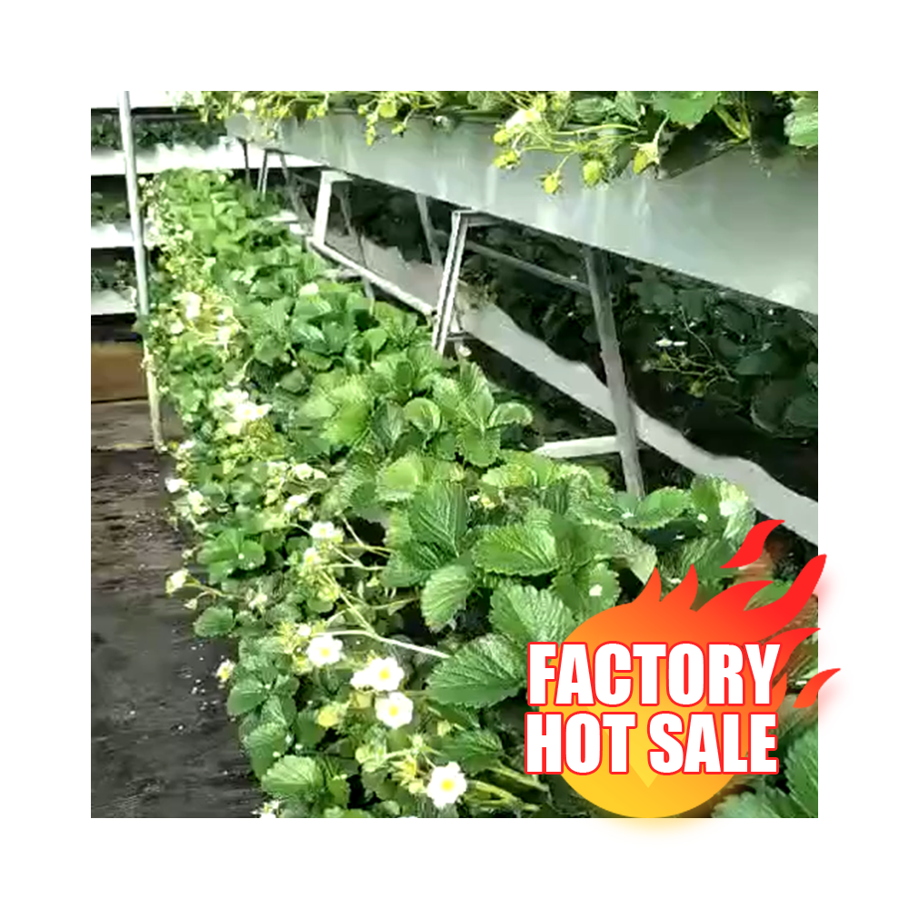China Ntf Pvc Pipe Channel agriculture Growing Hydroponic System Tray For Vegetable System Tower Garden greenhouse