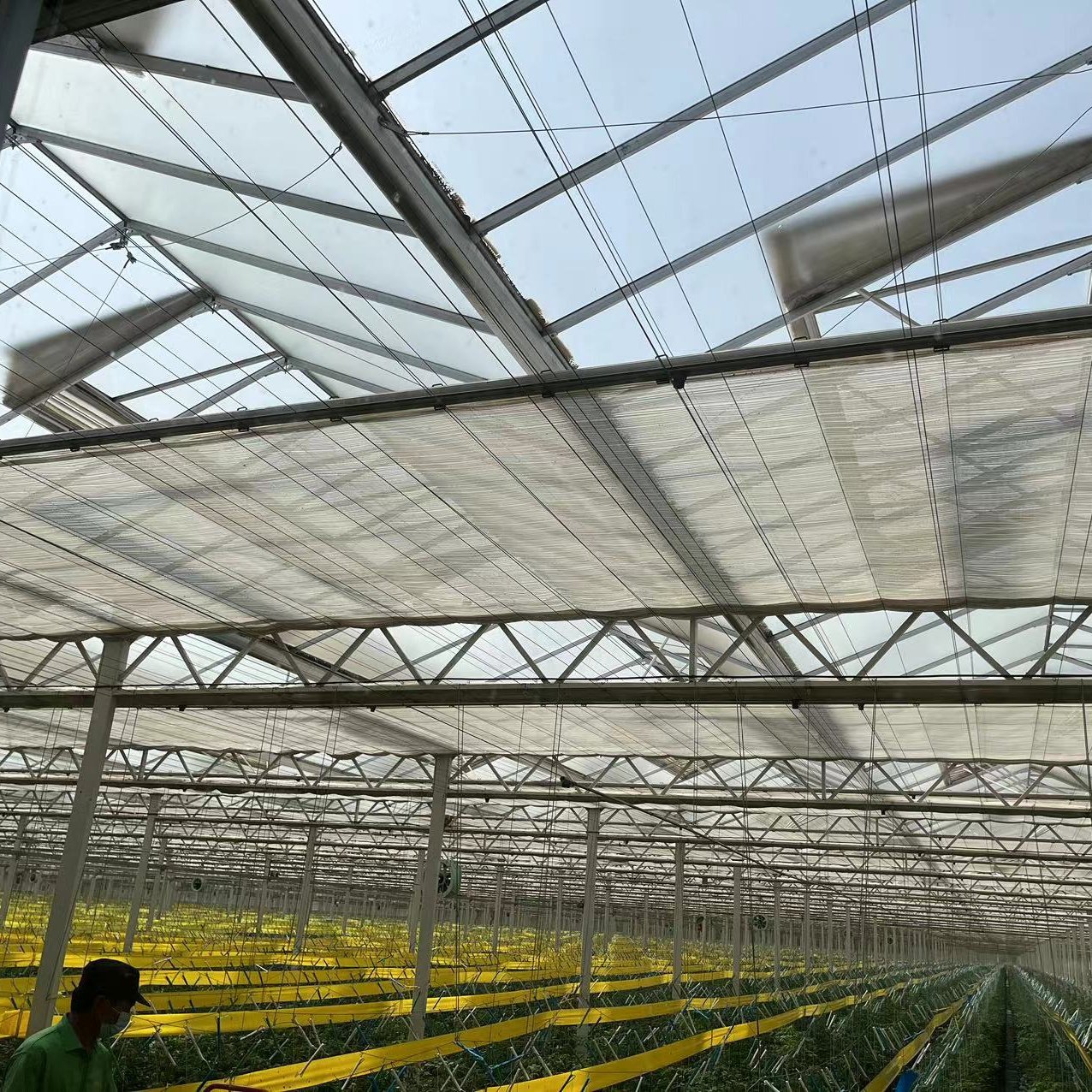 Agricultural intelligent Venlo glass pc greenhouse