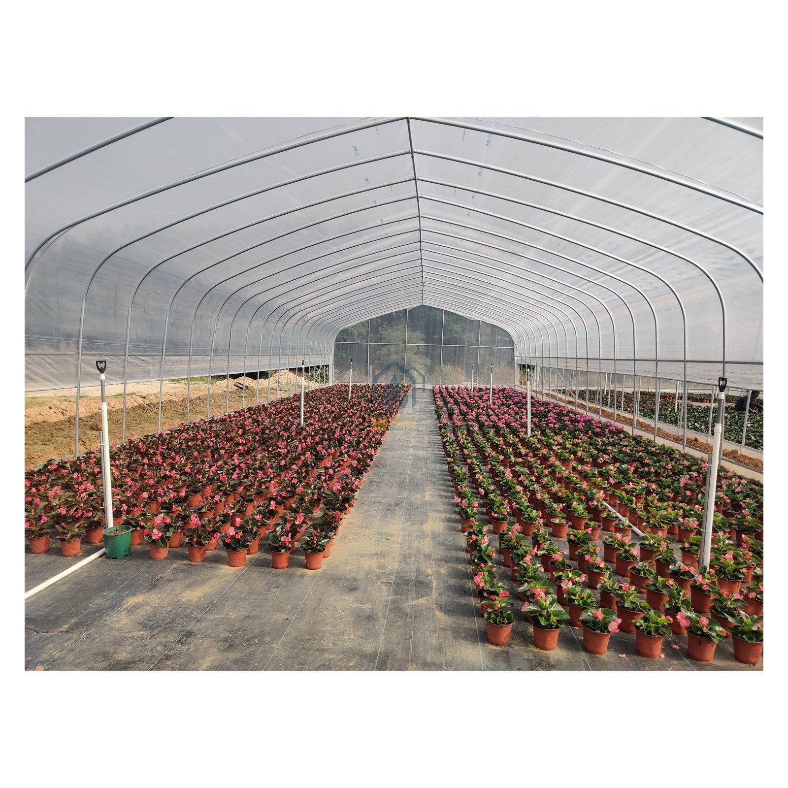 8X30m Galvanized Steel Frame Single Span PE Film Greenhouse For Agriculture Tomato Growing Greenhouse with Irrigation System