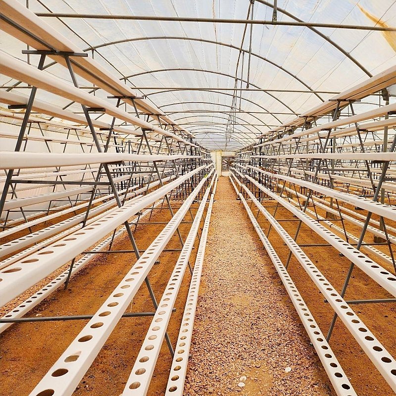 Wholesale Agricultural Greenhouse A Frame Shelves Hydroponic System For Lettuce