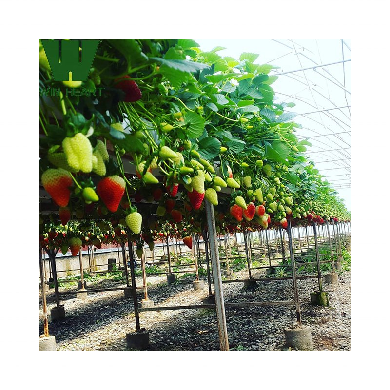 Greenhouse strawberry Farming