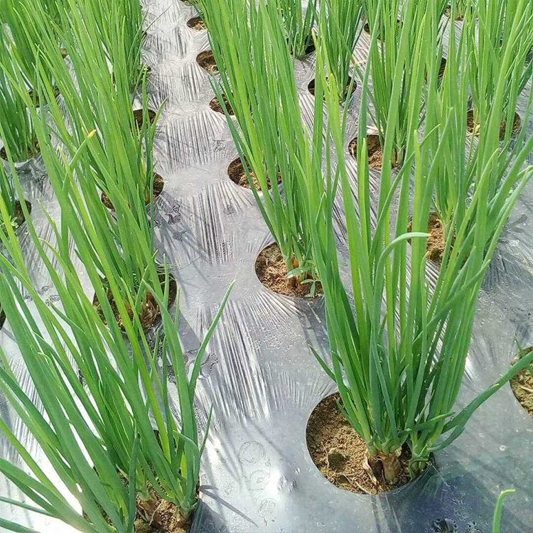 Factory Wholesale plastic mulch film agriculture manual film mulching pe black mulching film