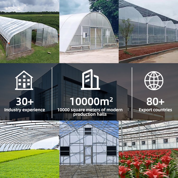 Agriculture Tomato Single Span Tunnel serre agricole green house metal frame horticulture tropical greenhouse price