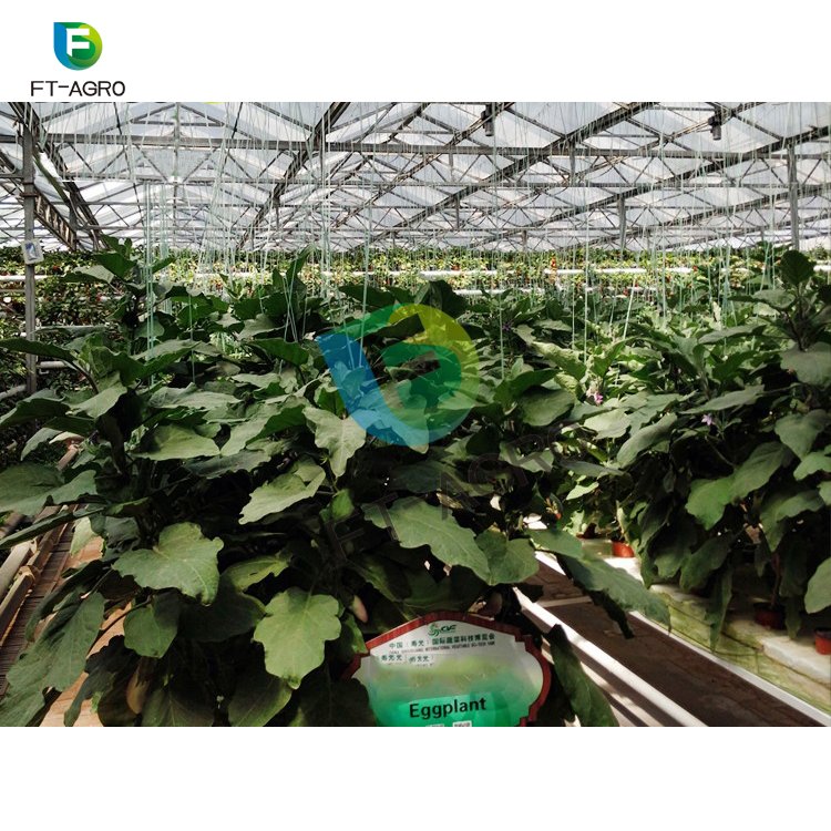 Modern agricultural technology large pc sheet agricultural greenhouses