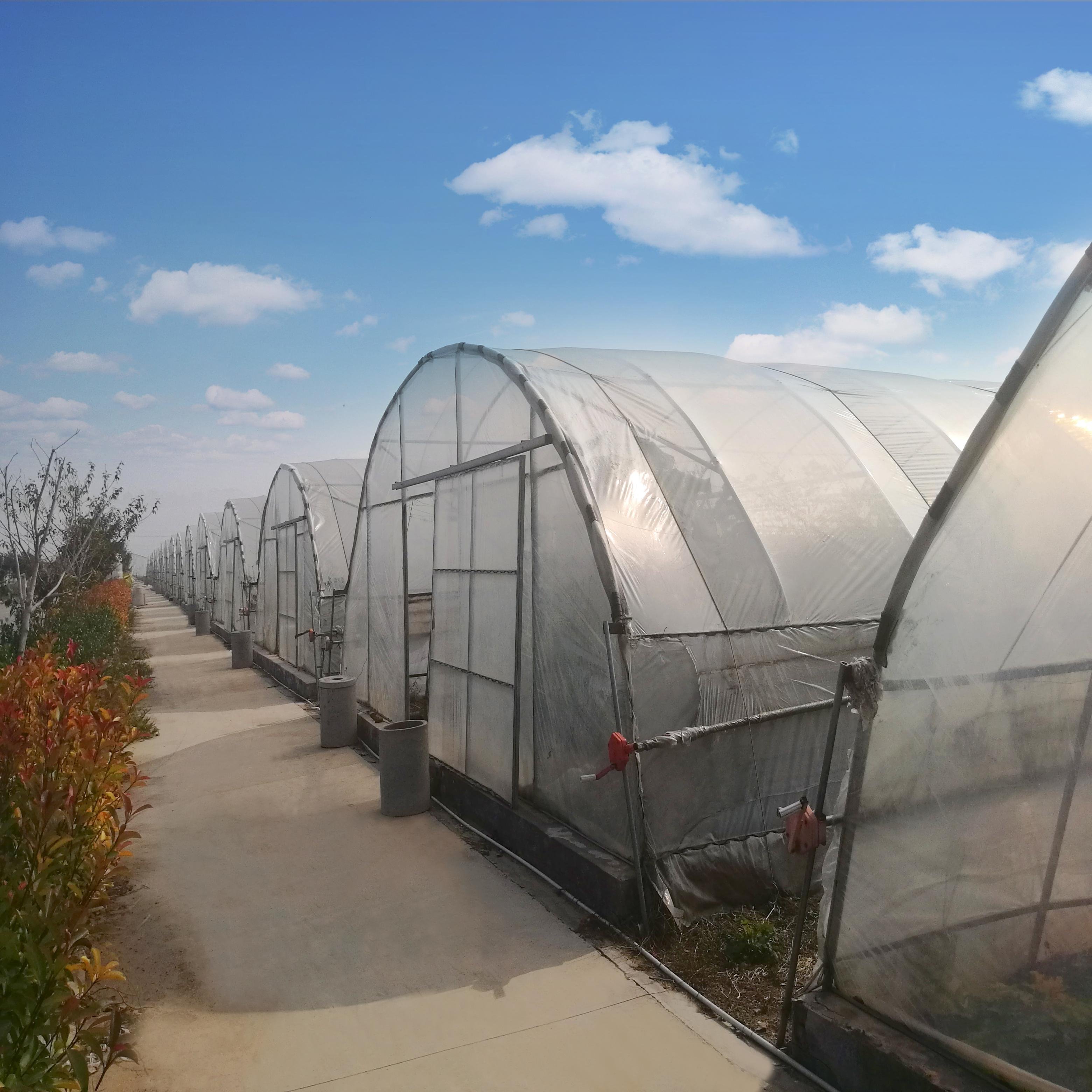Low Cost Single-span Agriculture Greenhouse Plastic Film Tunnel Greenhouse for Sale