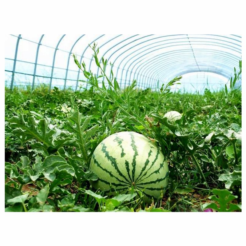 Low Cost Tunnel Greenhouse Galvanized Steel Frame Single Span Pe Film Greenhouse For Agriculture Flowers Plant