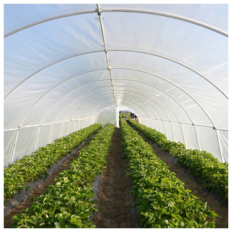 Low Cost Tunnel Greenhouse Galvanized Steel Frame Single Span Pe Film Greenhouse For Agriculture Flowers Plant