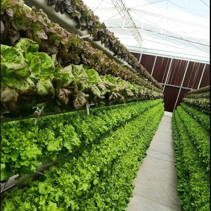 Wholesale Complete Hydroponic Gutter Greenhouse Hydroponic A-Frame Vertical NFT System For Agriculture