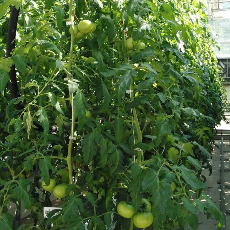 Greenhouse tomato hook gutter tomato roller hook with twine sells from China