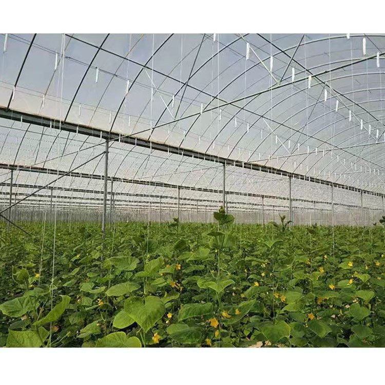 Greenhouse tomato hook gutter tomato roller hook with twine sells from China