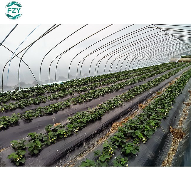 Agricultural tunnel plastic greenhouses grow Vegetables for agriculture low cost greenhouse