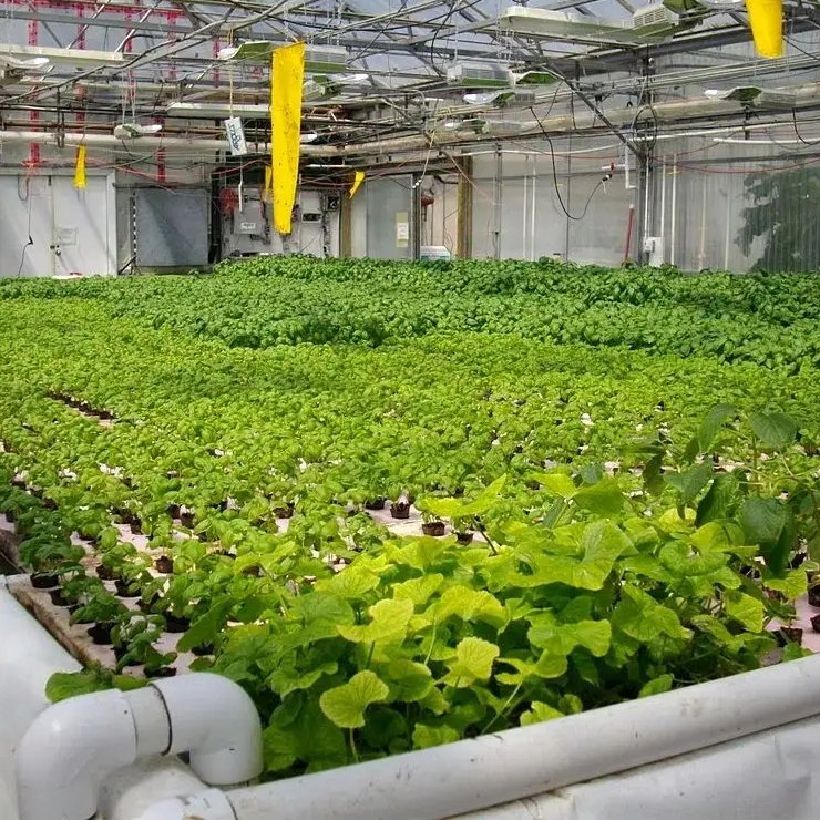 Fish and Vegetable Symbiotic System Multi-span Garden Commercial Tempered Glass Greenhouses