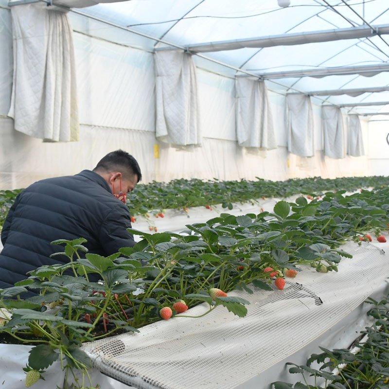 Multi span PO/PE Film green house Hydroponic planting greenhouse for Agricultural Greenhouses made in China