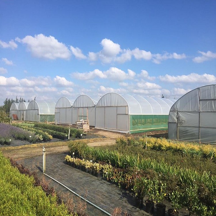Commercial Low Cost Green House Smart Vertical Farming Agricultural Greenhouse for Vegetables