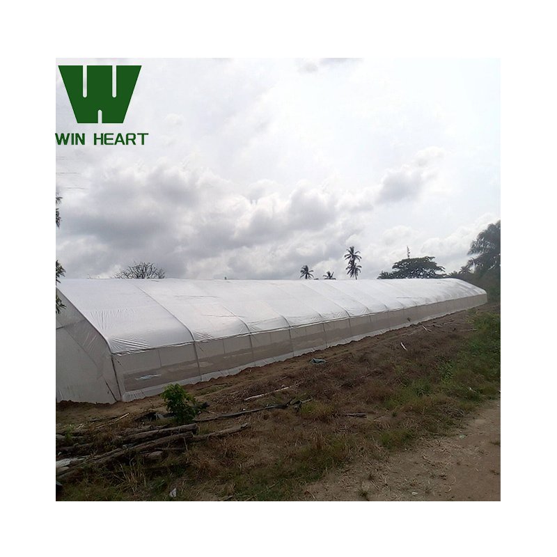 Economic Poly Farm Greenhouses Machinery Nft Hydroponic Greenhouses Dutch Bucket Plastic Tunnel Multispan Greenhouse