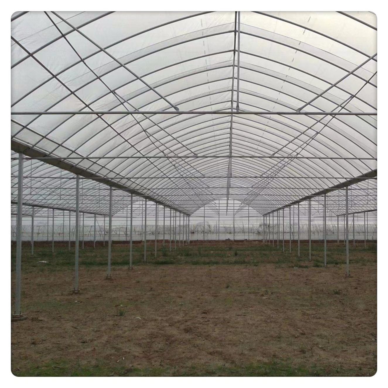 Customized Intelligent Multi-span Agricultural Fruit Breeding Greenhouse Professional Film Greenhouse for Plant Hydroponic Use