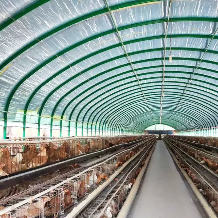 Automatic Poultry Farming Equipment Chicken Cages Greenhouse Single-span Agricultural Greenhouses Single Span Greenhouse Small